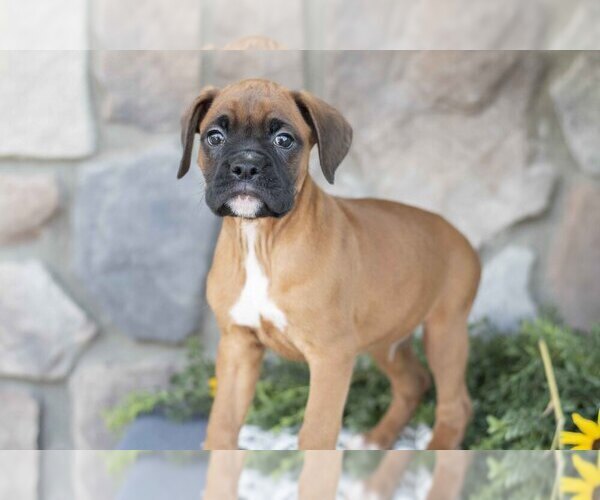 Medium Photo #1 Boxer Puppy For Sale in SHILOH, OH, USA