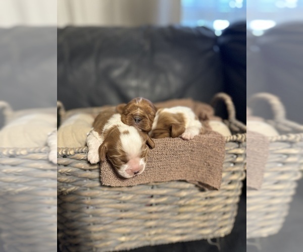 Medium Photo #5 Cavalier King Charles Spaniel Puppy For Sale in ALBUQUERQUE, NM, USA