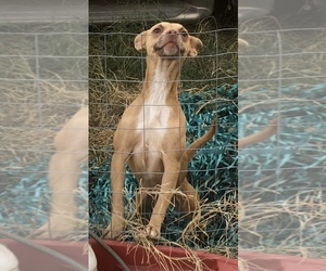 Basenji Dogs for adoption in FRESNO, CA, USA