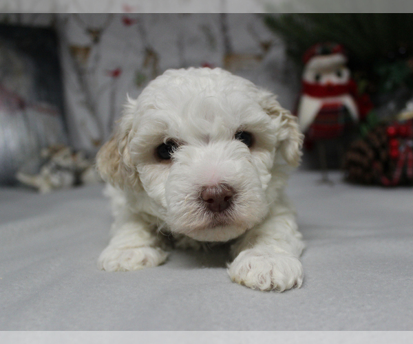 Medium Photo #1 Poodle (Toy) Puppy For Sale in CHANUTE, KS, USA