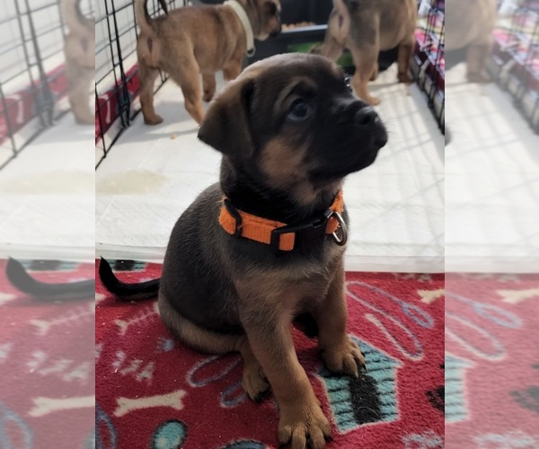 Medium Photo #1 Beagleman-Pug Mix Puppy For Sale in YELM, WA, USA