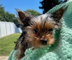 Small #5 Yorkshire Terrier