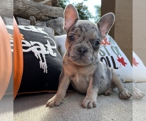 French Bulldog Puppy for sale in FRANKLIN, IN, USA