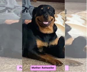 Mother of the Daniff-Rottweiler Mix puppies born on 02/07/2022