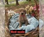 Small Photo #3 Goldendoodle Puppy For Sale in MUSTANG, OK, USA