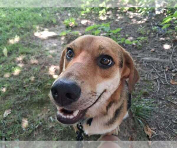 Medium Photo #9 Mutt Puppy For Sale in Candler, NC, USA