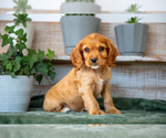 Puppy Zeke Cocker Spaniel