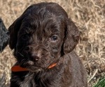 Small Photo #20 Boykin Spaniel-Goldendoodle Mix Puppy For Sale in MORGANTON, NC, USA