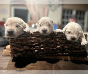 English Cream Golden Retriever-Labrador Retriever Mix Puppy for sale in NEEDMORE, PA, USA