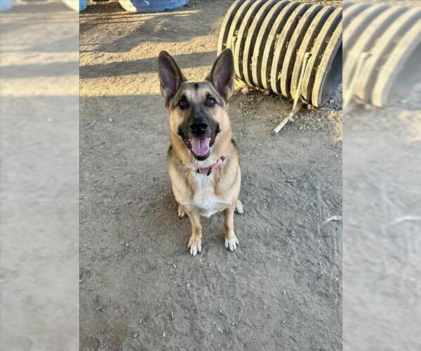 Medium Photo #1 German Shepherd Dog Puppy For Sale in Santa Barbara, CA, USA