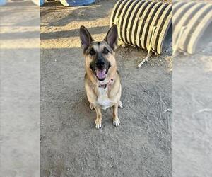 German Shepherd Dog Dogs for adoption in Santa Barbara, CA, USA