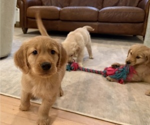 Golden Retriever Puppy for Sale in EAST HAMPTON, Connecticut USA