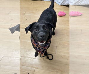 Mutt Dogs for adoption in Rockaway, NJ, USA