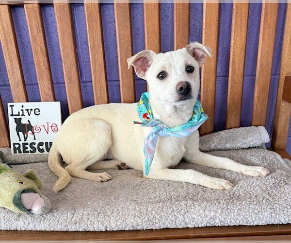 Medium Photo #3 Mutt Puppy For Sale in Genesee, WI, USA