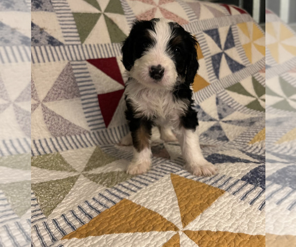 Medium Photo #1 Bernedoodle Puppy For Sale in SUNNYVALE, CA, USA