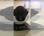 Small Photo #12 English Shepherd Puppy For Sale in NEW CASTLE, IN, USA