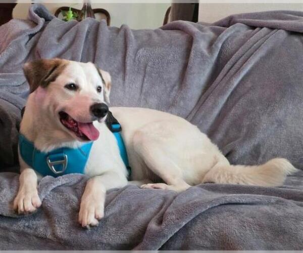 Medium Photo #1 Labrador Retriever-Unknown Mix Puppy For Sale in Baytown, TX, USA