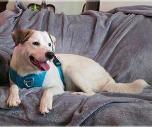 Labrador Retriever-Unknown Mix Dogs for adoption in Baytown, TX, USA