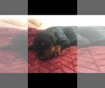 Small Photo #2 Doberman Pinscher Puppy For Sale in SCAPPOOSE, OR, USA
