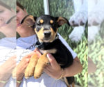 Small #2 Mutt