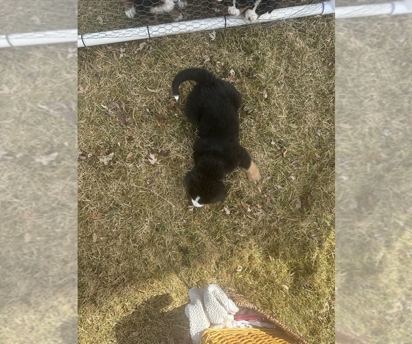 Medium Photo #5 Bernese Mountain Dog Puppy For Sale in ATHENS, WI, USA