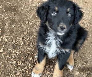 Australian Shepherd Puppy for Sale in BAILEY, Colorado USA