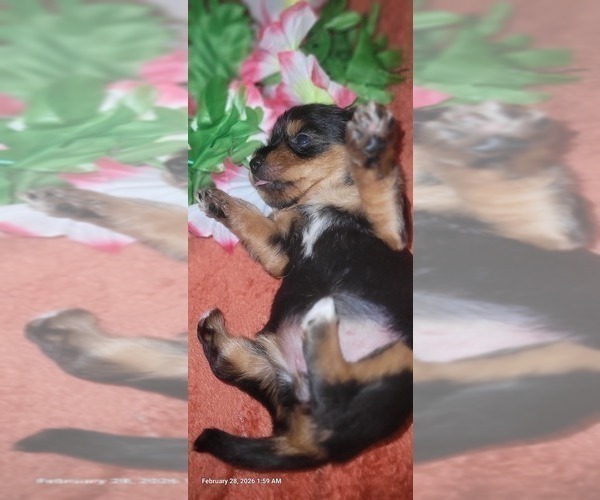 Medium Photo #113 Yorkshire Terrier Puppy For Sale in AKRON, OH, USA