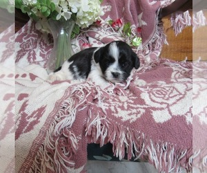 Zuchon Puppy for sale in LE MARS, IA, USA