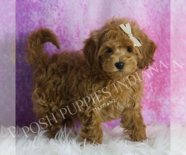 Medium Photo #4 Maltipoo Puppy For Sale in WARSAW, IN, USA