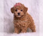 Small #3 Poodle (Miniature)