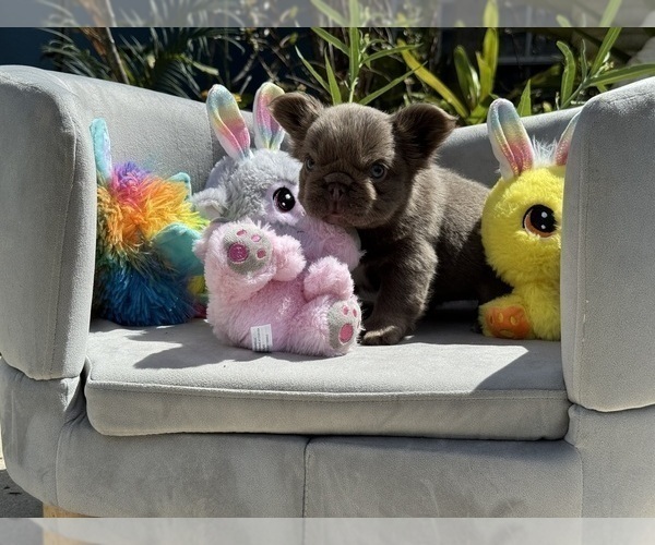 Medium Photo #13 French Bulldog Puppy For Sale in LEHIGH ACRES, FL, USA