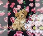 Small Photo #7 Poodle (Miniature) Puppy For Sale in LEOLA, PA, USA