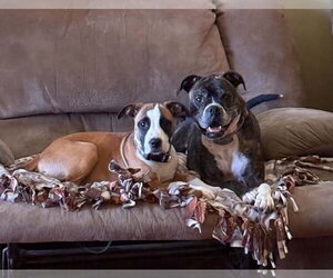 Boxer Dogs for adoption in Burnsville, MN, USA