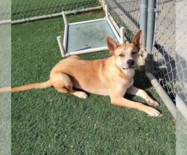 Medium Photo #17 Akita-Unknown Mix Puppy For Sale in Rockwall, TX, USA