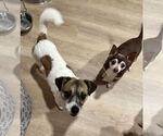 Small #12 Jack Russell Terrier-Spaniel Mix
