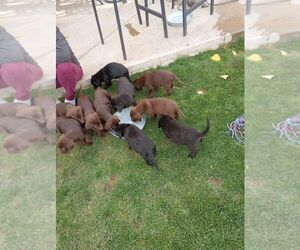 Labrador Retriever Puppy for sale in CITY OF SPOKANE VALLEY, WA, USA