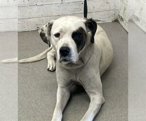 Mutt Dogs for adoption in San Bernardino, CA, USA