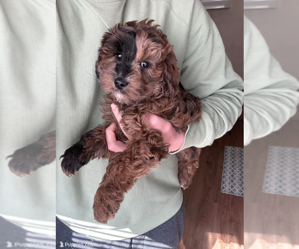 Medium Photo #2 Goldendoodle (Miniature) Puppy For Sale in MILWAUKEE, WI, USA