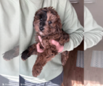 Small #1 Goldendoodle (Miniature)