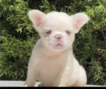 Small Photo #4 French Bulldog Puppy For Sale in MOUNT VERNON, AL, USA