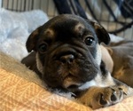 Small Photo #8 French Bulldog Puppy For Sale in SACRAMENTO, CA, USA
