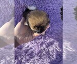 Puppy Cappuccino Pomeranian