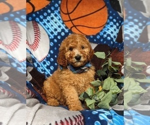 Miniature Labradoodle Puppy for sale in STEVENS, PA, USA
