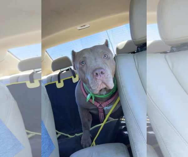 Medium Photo #5 American Staffordshire Terrier-Unknown Mix Puppy For Sale in Jackson, MS, USA