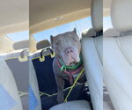 Small #4 American Staffordshire Terrier Mix