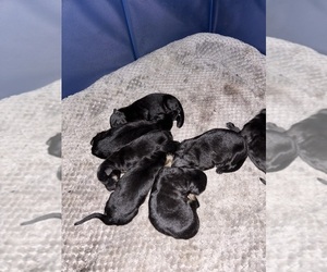 German Shepherd Dog Puppy for Sale in BLUEFIELD, Virginia USA
