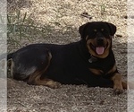 Small Photo #4 Rottweiler Puppy For Sale in SURPRISE, AZ, USA