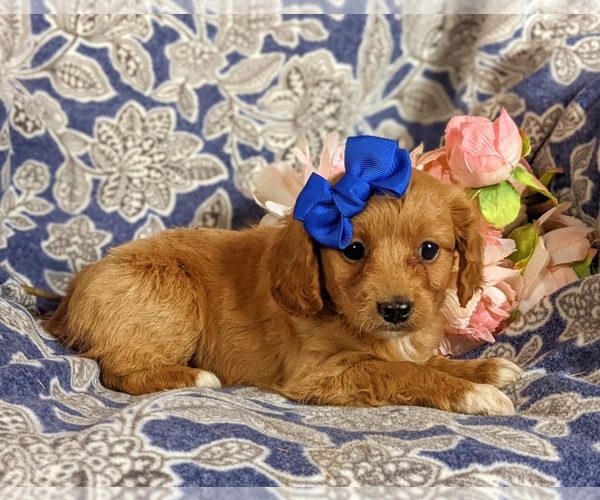 Medium Photo #4 Cavapoo Puppy For Sale in RED LION, PA, USA