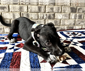 Curly - Male Bulldog-Catahoula Leopard Dog Mix Dog for Adoption - Photo #8