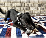 Small #7 Bulldog-Catahoula Leopard Dog Mix
